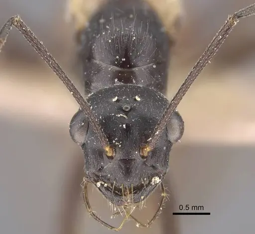 Cataglyphis zakharovi specimen CASENT0917490 image casent0917490_3