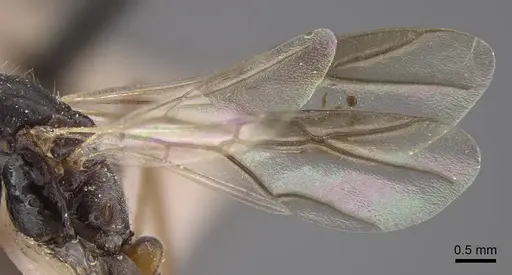 Cataglyphis zakharovi specimen CASENT0917490 image casent0917490_5