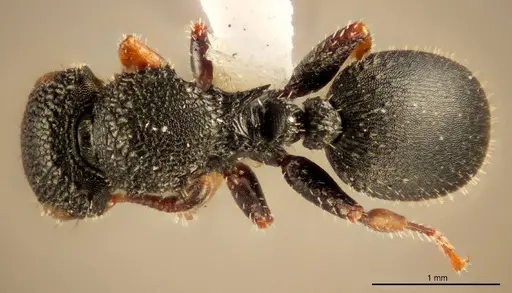 Cataulacus bequaerti specimen ZMUC00045112 image zmuc00045112_1