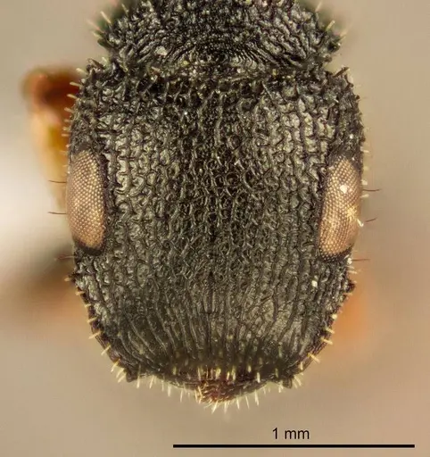Cataulacus bequaerti specimen ZMUC00045112 image zmuc00045112_2