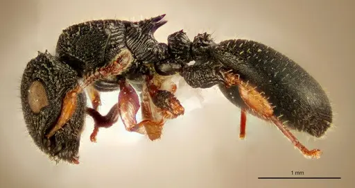Cataulacus bequaerti specimen ZMUC00045112 image zmuc00045112_3