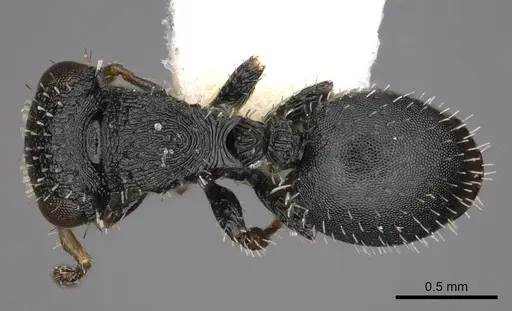 Cataulacus boltoni specimen CASENT0900269 image casent0900269_1