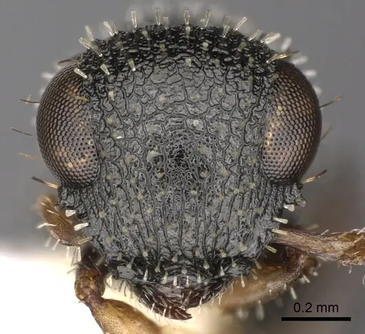 Cataulacus boltoni specimen CASENT0900269 image casent0900269_2