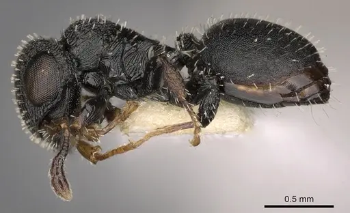 Cataulacus boltoni specimen CASENT0900269 image casent0900269_3