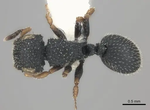 Cataulacus brevisetosus specimen CASENT0217820 image casent0217820_1
