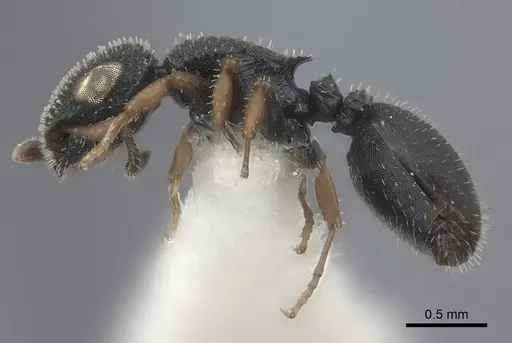 Cataulacus brevisetosus specimen CASENT0217820 image casent0217820_3