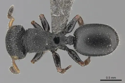 Cataulacus brevisetosus specimen CASENT0235429 image casent0235429_1