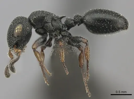 Cataulacus brevisetosus specimen CASENT0235429 image casent0235429_3