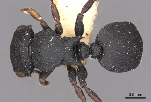 Cataulacus catuvolcus specimen CASENT0900257 image casent0900257_1