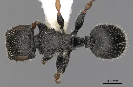 Cataulacus centrurus specimen CASENT0900271 image casent0900271_1