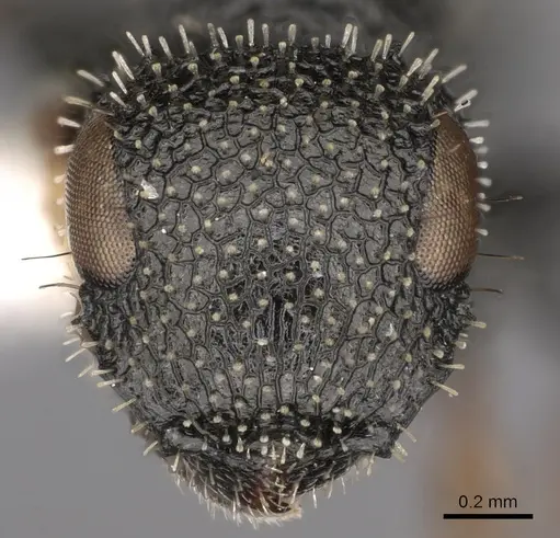 Cataulacus centrurus specimen CASENT0900271 image casent0900271_2