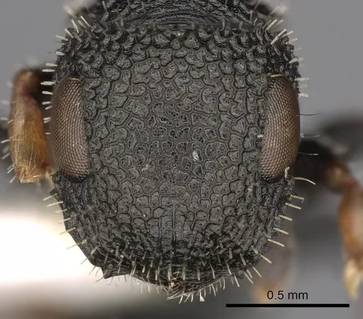 Cataulacus cestus specimen CASENT0900264 image casent0900264_2