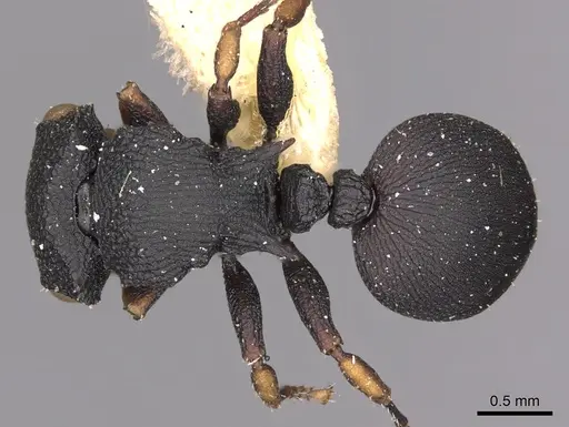 Cataulacus chapmani specimen CASENT0900256 image casent0900256_1