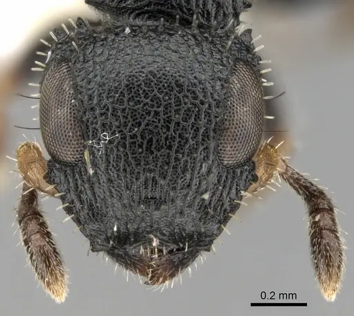 Cataulacus difficilis specimen CASENT0280807 image casent0280807_2