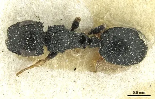 Cataulacus difficilis specimen CASENT0912546 image casent0912546_1