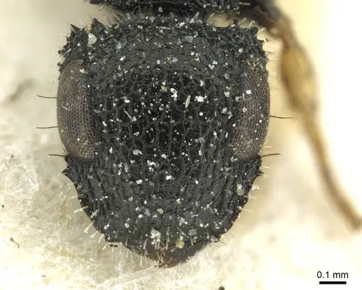 Cataulacus difficilis specimen CASENT0912546 image casent0912546_2