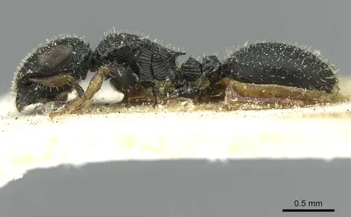 Cataulacus difficilis specimen CASENT0912546 image casent0912546_3
