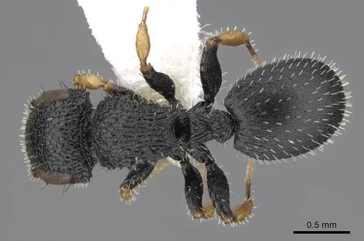 Cataulacus difficilis specimen CASENT0922490 image casent0922490_1