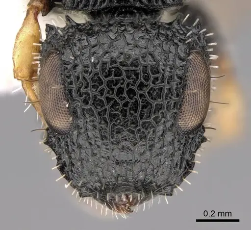 Cataulacus difficilis specimen CASENT0922490 image casent0922490_2