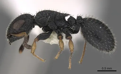 Cataulacus difficilis specimen CASENT0922490 image casent0922490_3