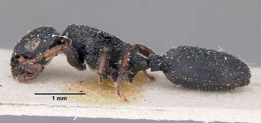 Cataulacus ebrardi specimen CASENT0101244 image casent0101244_3