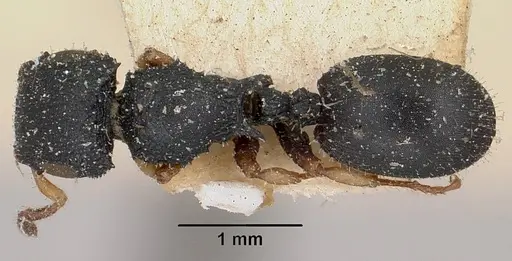 Cataulacus ebrardi specimen CASENT0101245 image casent0101245_1
