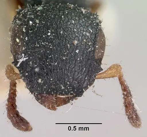 Cataulacus ebrardi specimen CASENT0101245 image casent0101245_2