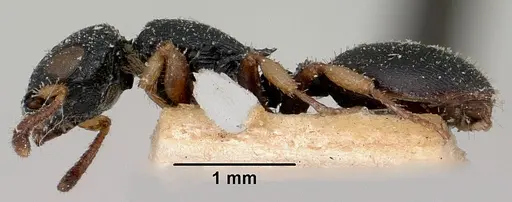 Cataulacus ebrardi specimen CASENT0101245 image casent0101245_3