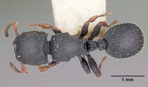 Cataulacus ebrardi specimen CASENT0101559 image casent0101559_1