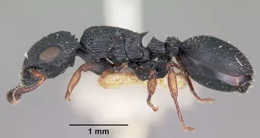 Cataulacus ebrardi specimen CASENT0101559 image casent0101559_3