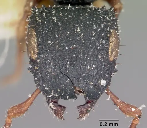 Cataulacus ebrardi specimen CASENT0101583 image casent0101583_2