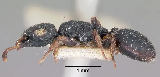 Cataulacus ebrardi specimen CASENT0101583 image casent0101583_3