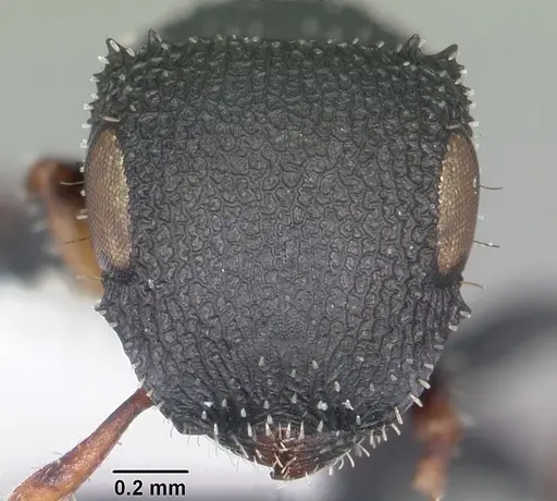 Cataulacus ebrardi specimen CASENT0102984 image casent0102984_2