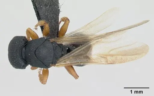 Cataulacus ebrardi specimen CASENT0132799 image casent0132799_1