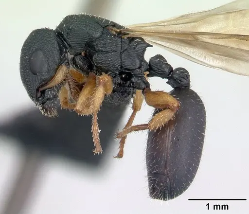 Cataulacus ebrardi specimen CASENT0132799 image casent0132799_3