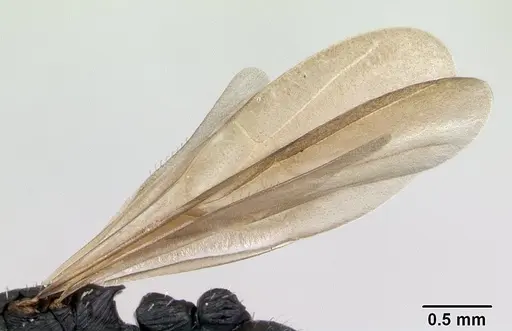 Cataulacus ebrardi specimen CASENT0132799 image casent0132799_4