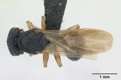 Cataulacus ebrardi specimen CASENT0132802 image casent0132802_1
