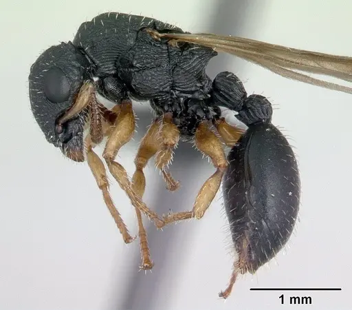 Cataulacus ebrardi specimen CASENT0132802 image casent0132802_3