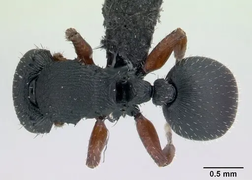 Cataulacus ebrardi specimen CASENT0132819 image casent0132819_1
