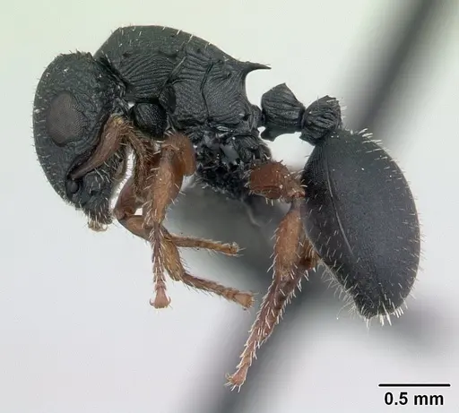 Cataulacus ebrardi specimen CASENT0132819 image casent0132819_3
