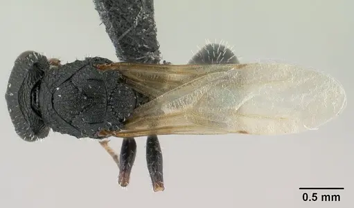Cataulacus ebrardi specimen CASENT0144922 image casent0144922_1