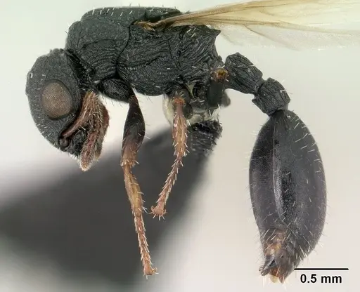 Cataulacus ebrardi specimen CASENT0144922 image casent0144922_3
