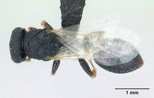 Cataulacus ebrardi specimen CASENT0178901 image casent0178901_1