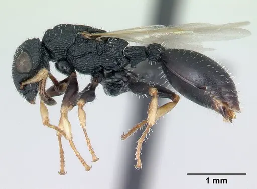Cataulacus ebrardi specimen CASENT0178901 image casent0178901_3