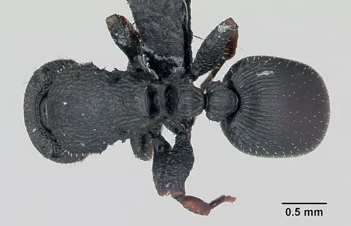 Cataulacus ebrardi specimen CASENT0487553 image casent0487553_1