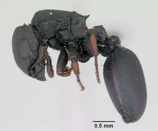 Cataulacus ebrardi specimen CASENT0487553 image casent0487553_3