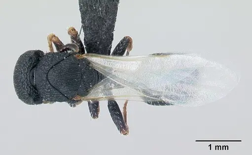 Cataulacus ebrardi specimen CASENT0491232 image casent0491232_1