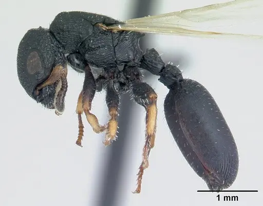 Cataulacus ebrardi specimen CASENT0491232 image casent0491232_3
