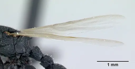 Cataulacus ebrardi specimen CASENT0491232 image casent0491232_4