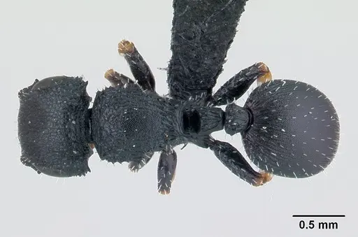 Cataulacus ebrardi specimen CASENT0491318 image casent0491318_1